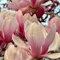 モクレン,モクレン,モクレン,モクレン,サラサモクレンの画像