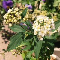 コデマリ,寄せ植え,ベランダガーデニング,ベランダの画像