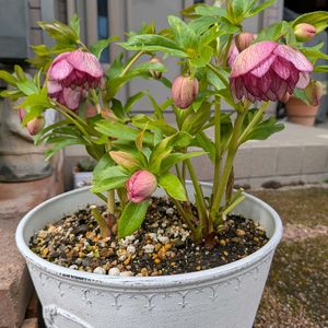 八重咲きクリスマスローズ,癒やし,成長が嬉しい,今日も笑顔で♡,かわい〜ぃ♡の画像