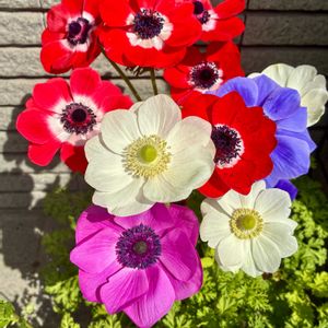 玄関アプローチの画像