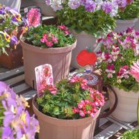 バーベナ,バーベナドラムス レッドシェード,バーベナ　ドラムス,バーベナドラムス　ピンク,タキイの画像