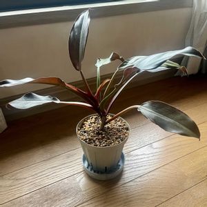 フィロデンドロン ロジョコンゴ,観葉植物,植え替え,ダイソー産,ジャングル化計画の画像