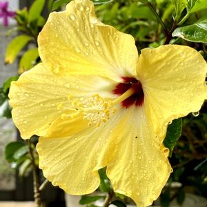 ハイビスカス,鉢植え,開花,挿し木,楽しみ〜の画像