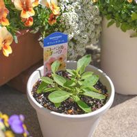 ペチュニア,サフィニアアート,サフィニアアート　コーラルチーク,サントリー フラワーズの画像