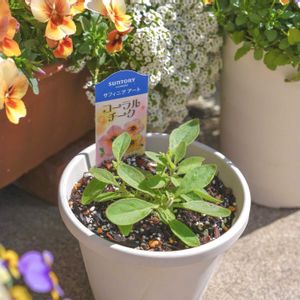 ペチュニア,サフィニアアート,サフィニアアート　コーラルチーク,サントリー フラワーズの画像