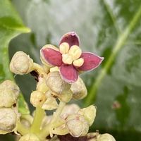 アオキ,お花に癒されて❤️の画像