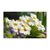 プリムラ,プリムラ　ジュリアン,白い花,一年草,植木鉢の画像