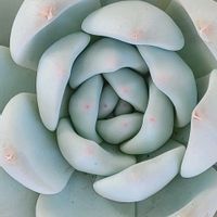 銘月,星の王子,月の王子,パッシュフル,パッシュフルの画像