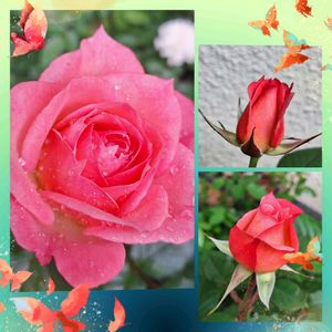 バラ・ミニバラ,バラを楽しむ,咲いてくれてありがとう❤,おうち園芸,小さな庭の画像