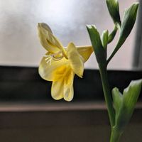 フリージア,フリージア,フリージア,フリージア,フリージアの画像