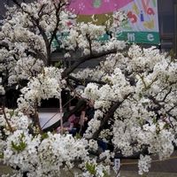 アンズ,アーモンド,額縁花壇,こうべ花時計,東洋ナッツ　アーモンドフェスティバルの画像