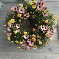 ゴールデンハニーサックル,斑入りキンギョソウ　フォレストマリアージュ,オステオスペルマム　ピンクマジック,マーガレット　マーマレードスフレ,寄せ植えの画像