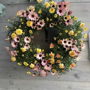 ゴールデンハニーサックル,斑入りキンギョソウ　フォレストマリアージュ,オステオスペルマム　ピンクマジック,マーガレット　マーマレードスフレ,寄せ植えの画像