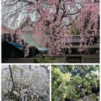 オブツーサ,クリスマスローズ,クリスマスローズ,クロッカス,サクラの画像