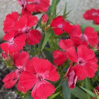 ナデシコ,リムナンテス,紫陽花,芍薬,ローマン系ヒヤシンスの画像