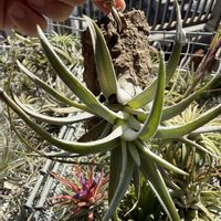 チランジア,エアプランツの画像