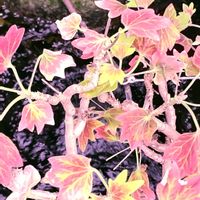 サクラソウ,サクラソウ,もみじ葉ゼラニウム,花のある暮らし♡,風除室の画像