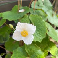 シラユキゲシの画像