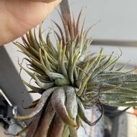 チランジア,イオナンタ,エアプランツの画像