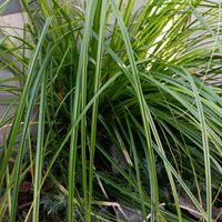 カレックスの画像