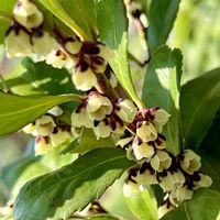 ヒサカキ,小さな花,素敵,素敵な出会いに感謝,美しい✨✨の画像