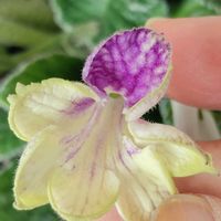 ストレプトカーパス,ストレプトカーパス・ケープタウン,ストレプトカーパス・ケープタウン,ストレプトカーパス・ケープタウン,花のある暮らしの画像