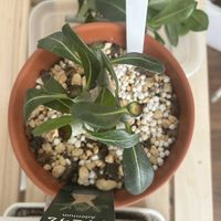 アデニウムの画像