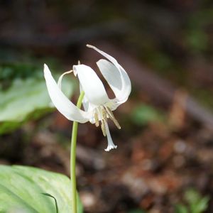 カタクリ,カタクリ,サクラ,何かの木,何かの木の画像