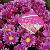 サイネリア,レンギョウ,,黄色い花,ピンクの花の画像