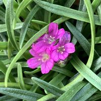 アルメリア,アルメリア,カワラナデシコ,開花,可愛いの画像