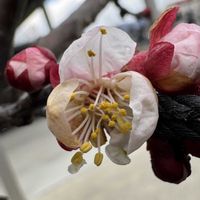 アンズ,+安曇野,小さな庭の画像