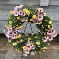 ゴールデンハニーサックル,斑入りキンギョソウ　フォレストマリアージュ,オステオスペルマム　ピンクマジック,マーガレット　マーマレードスフレ,寄せ植えの画像