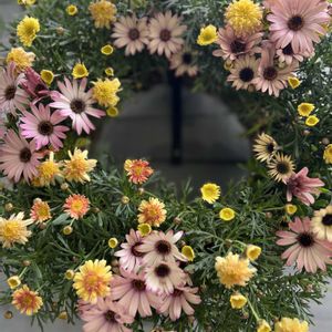 寄せ植え,リース,今日の一枚,花のある暮らし,お祝い花の画像