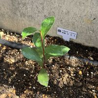 サカキ,庭の画像