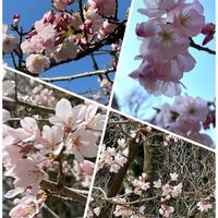 オオイヌノフグリ,カタクリ,ニリンソウ,フリージア,リュウキンカの画像