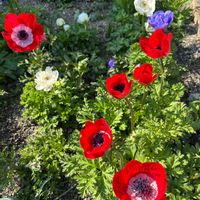 アネモネ,アネモネ,アネモネ,オダマキ,ポピーの画像