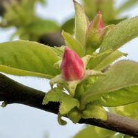 カリン,花梨,花梨の蕾,花梨の木,花梨の葉の画像