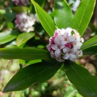 ジンチョウゲ,沈丁花,木の実,観葉植物,花のある暮らしの画像