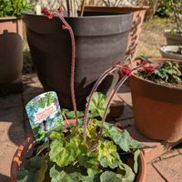 ハナニラ,チューリップ,チューリップ,ヒューケラ,ラナンキュラスラックスの画像