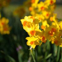 アネモネ,オリズルラン,デージー,ビオラ,金魚草の画像