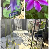 クレマチス,ニゲラ,ラナンキュラス,クレマチス  ろうぐち　篭口,冬越しの画像