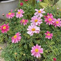 ムスカリ,マーガレットストロベリーホイップ,マーガレットストロベリーホイップ,ムスカリ ピンクサンライズ,房咲き水仙　グランドモナークの画像