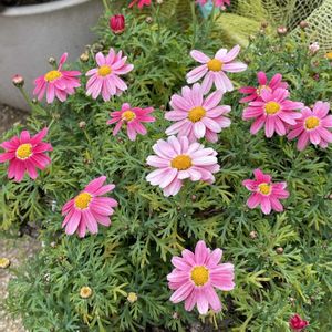 ムスカリ,マーガレットストロベリーホイップ,マーガレットストロベリーホイップ,ムスカリ ピンクサンライズ,房咲き水仙　グランドモナークの画像