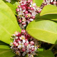 スキミア,ロドレイア(シャクナゲモドキ),チーム愛知,おうち園芸,庭の画像