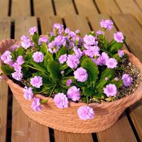 プリムラ,宿根プリムラ ダブルプリムローズ,ダブルプリムローズ,プリムラダブルローズ,庭の画像