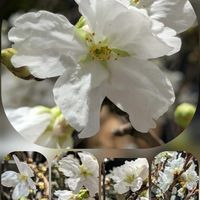 コデマリ,サクラ,サクラ,スカビオサ,ユキヤナギの画像