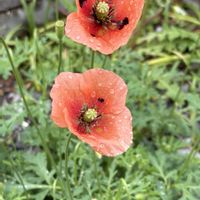 ポピーの画像