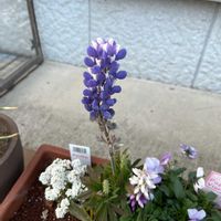 ルピナスの画像