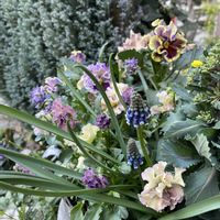 ムスカリ,葉牡丹,エリゲロン,プレミアムアンティークハボタン,プレミアムアンティークハボタンの画像