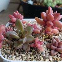 リトルミッシー, ブロンズ姫,多肉植物,多肉初心者,ベランダ多肉の画像